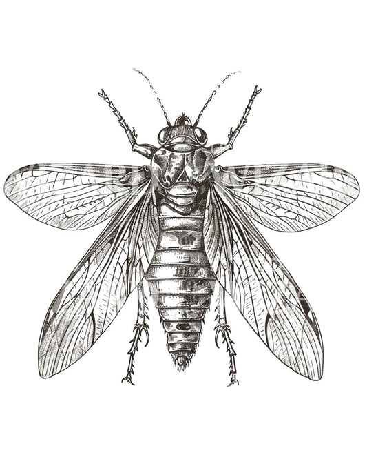 Cicada Scientific Illustration Tattoo Idea