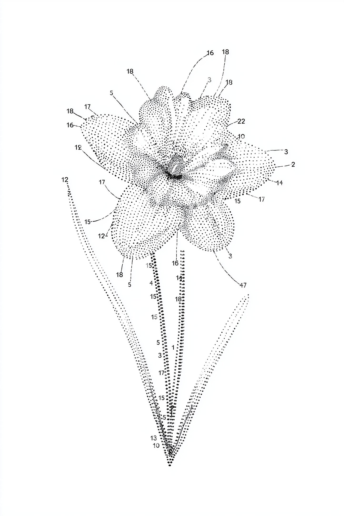 Dotwork Daffodil Diagram Tattoo Design