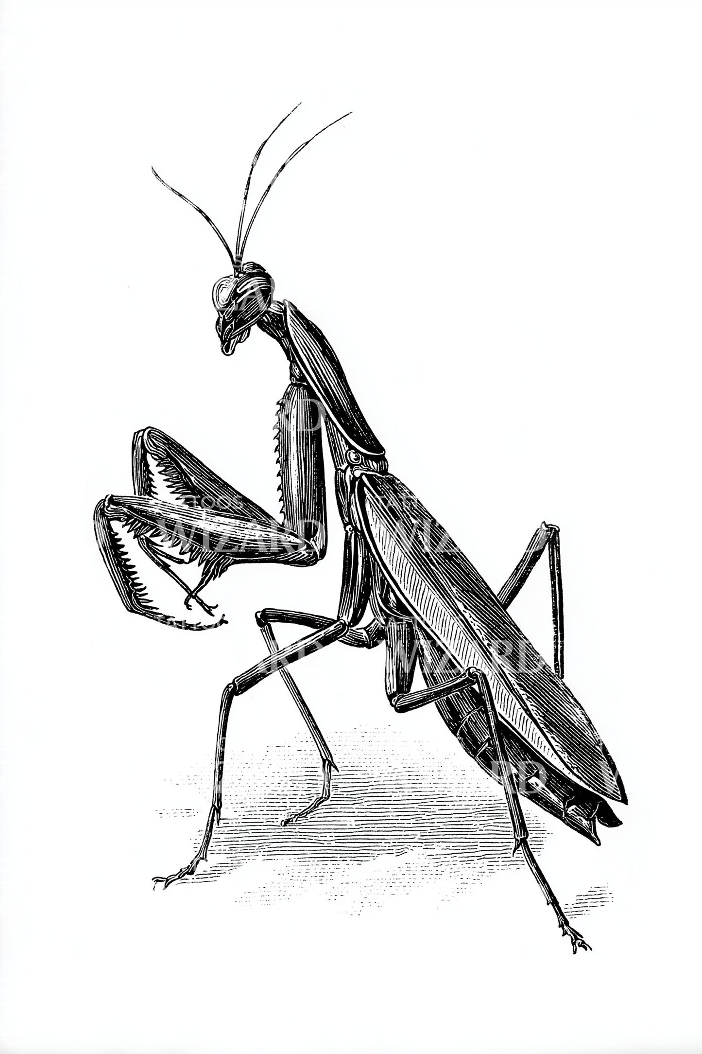 Realistic Praying Mantis Tattoo Design
