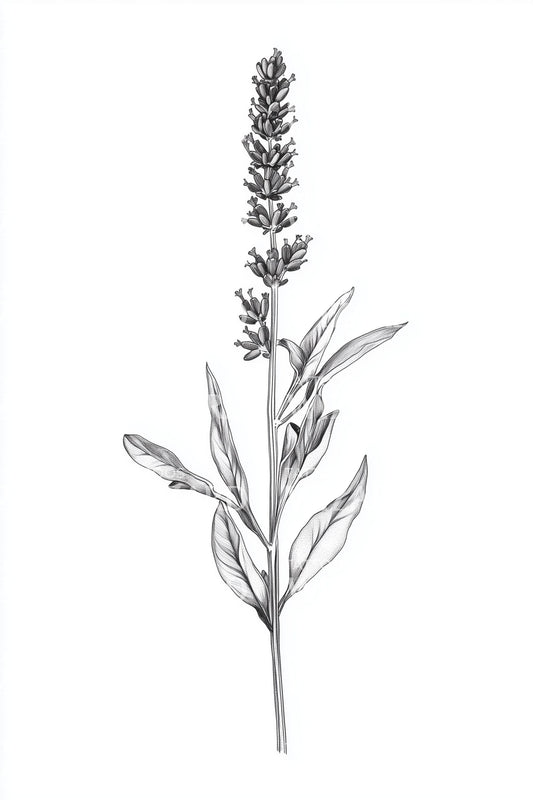 Sage Leaf Stem Tattoo Design