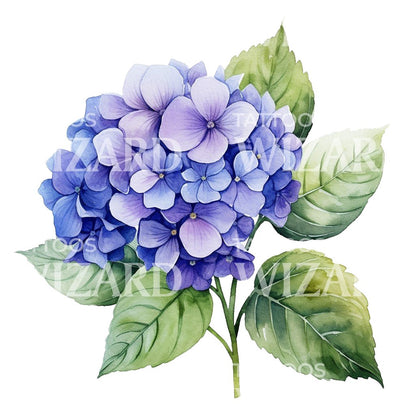 Botanical Hortensia Flower Tattoo Design