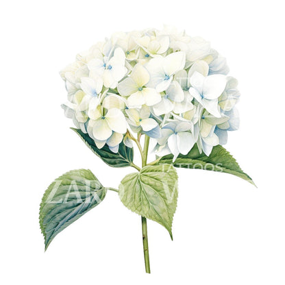 Botanical Hortensia Flower Tattoo Design