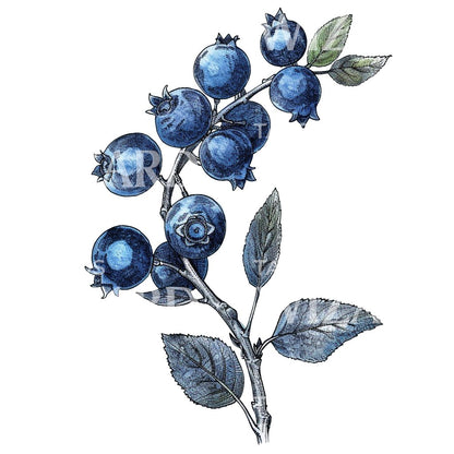 Adorable Blueberry Vintage Tattoo Idea