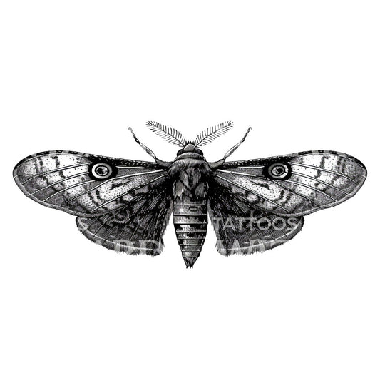 Delicate Moth Ink Tattoo Idea