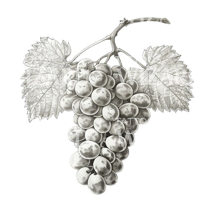 Grapes and Leafs Illustration Tattoo Idea