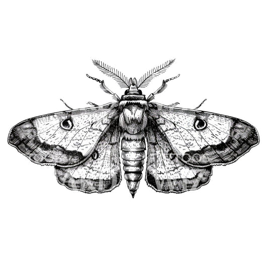 Vintage Moth Illustration Tattoo Idea