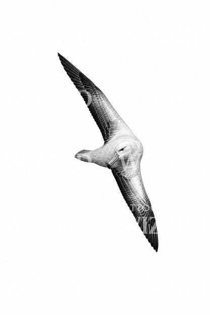 Wzór tatuażu albatrosa w locie