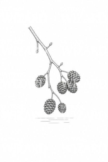 Alder Cones Over Still Water Tattoo Illustration