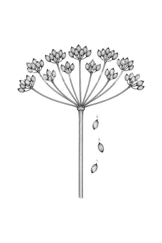 Desain Tato Payung Biji Alexanders