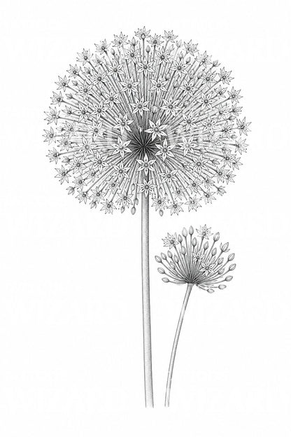 Tetovací návrh květu okrasného česneku Allium Globe