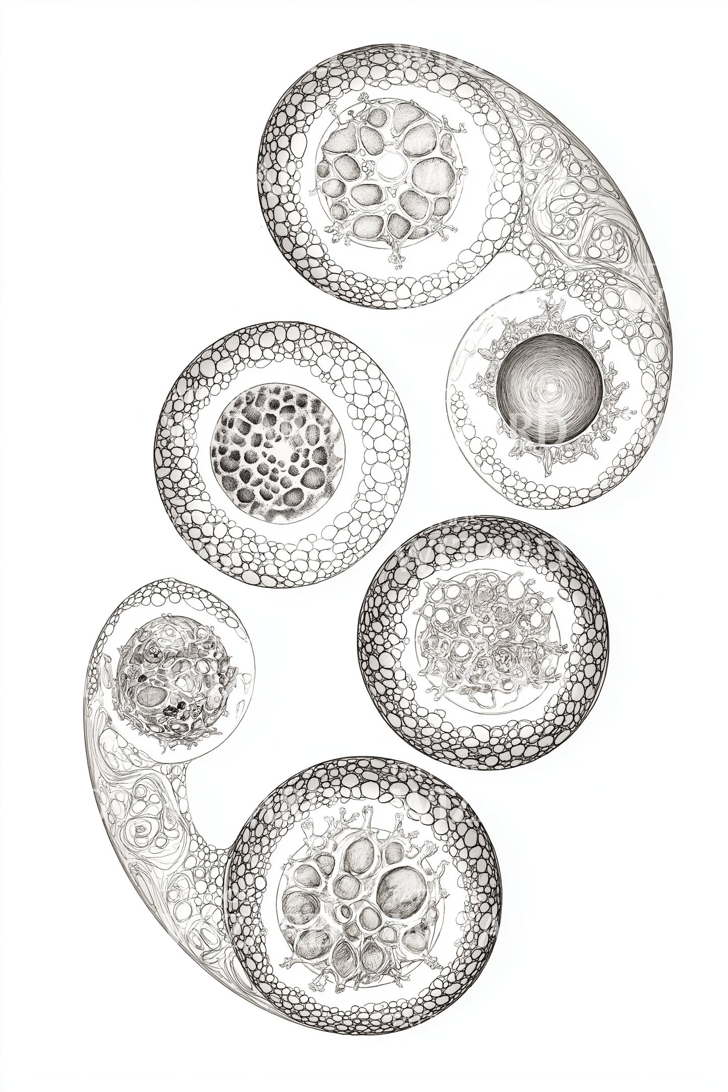 Ancient Fossil Spirals Tattoo Design