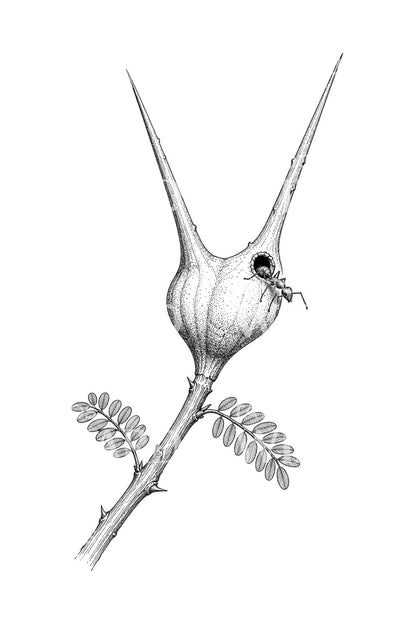 Tatouage épine d’acacia et fourmilière