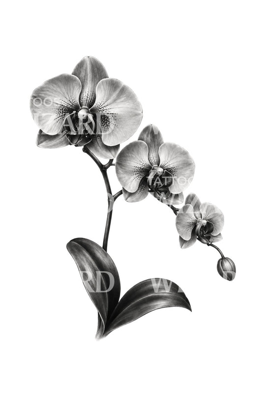 Illustration de tatouage d’orchidée arquée