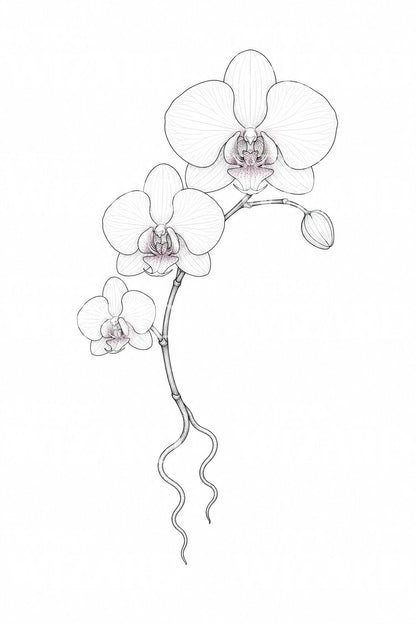 Ilustrace tetování se skloněným stonkem orchideje