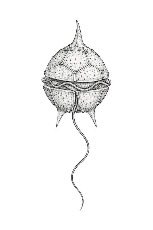 Ilustrasi Tato Sel Dinoflagellata Berzirah