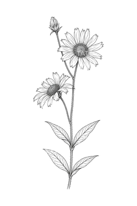 Desain Tato Arnica Daisy Pegunungan