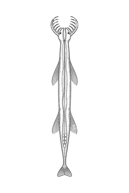 Tattooillustration af pilorm, planktonrovdyr