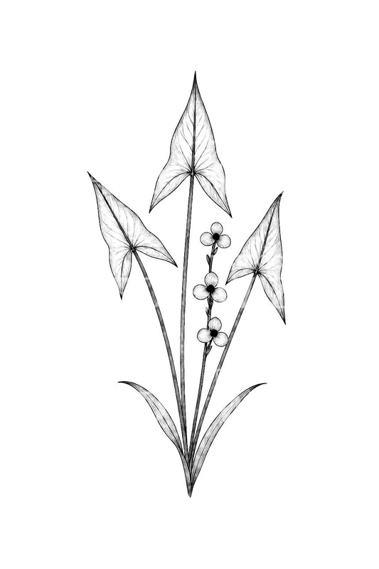 Design de tatouage de feuilles de syngonium
