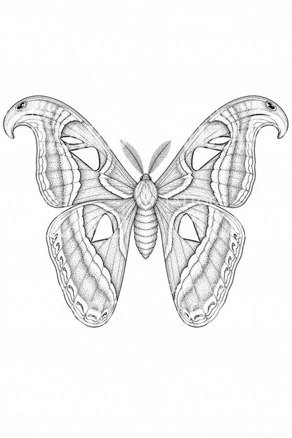 Atlas Moth Wings Tattoo Illustration