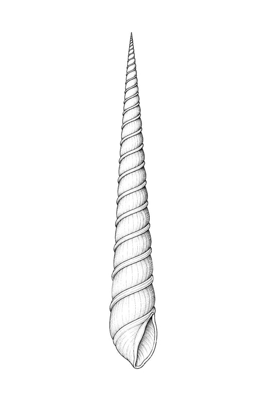 Auger Shell Long Spire Tattoo Design