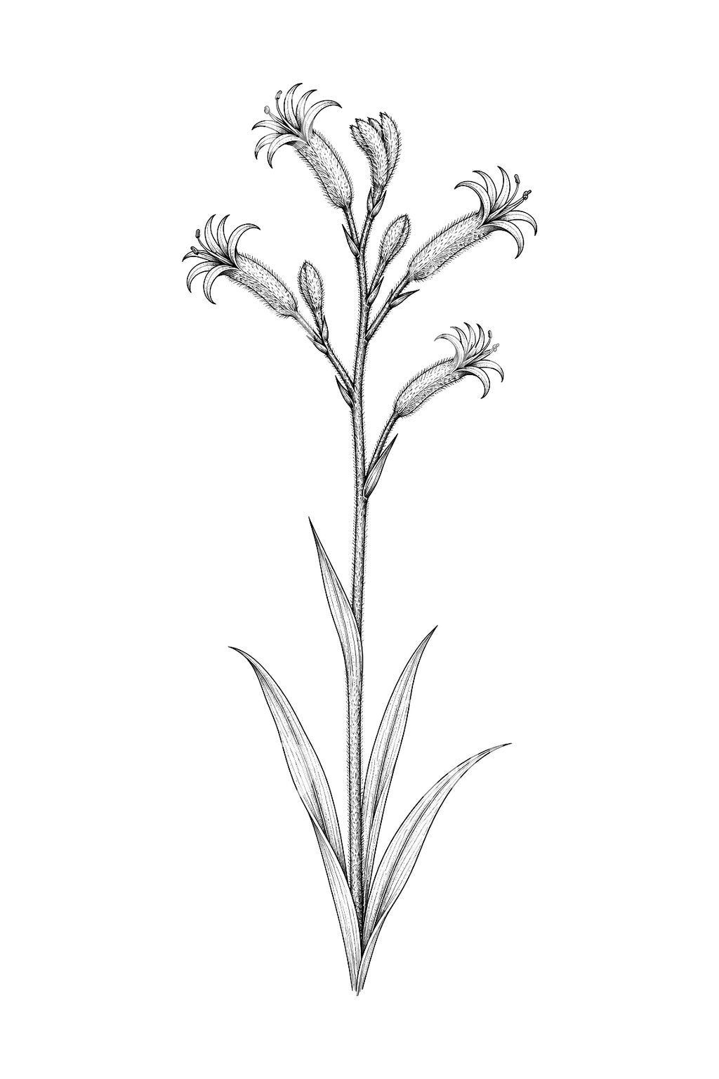 Australische Tattoo-Idee mit Kanguru-Pfotenblüte