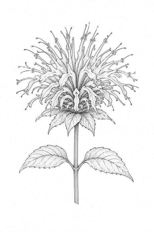 Diseño de tatuaje de monarda bee balm