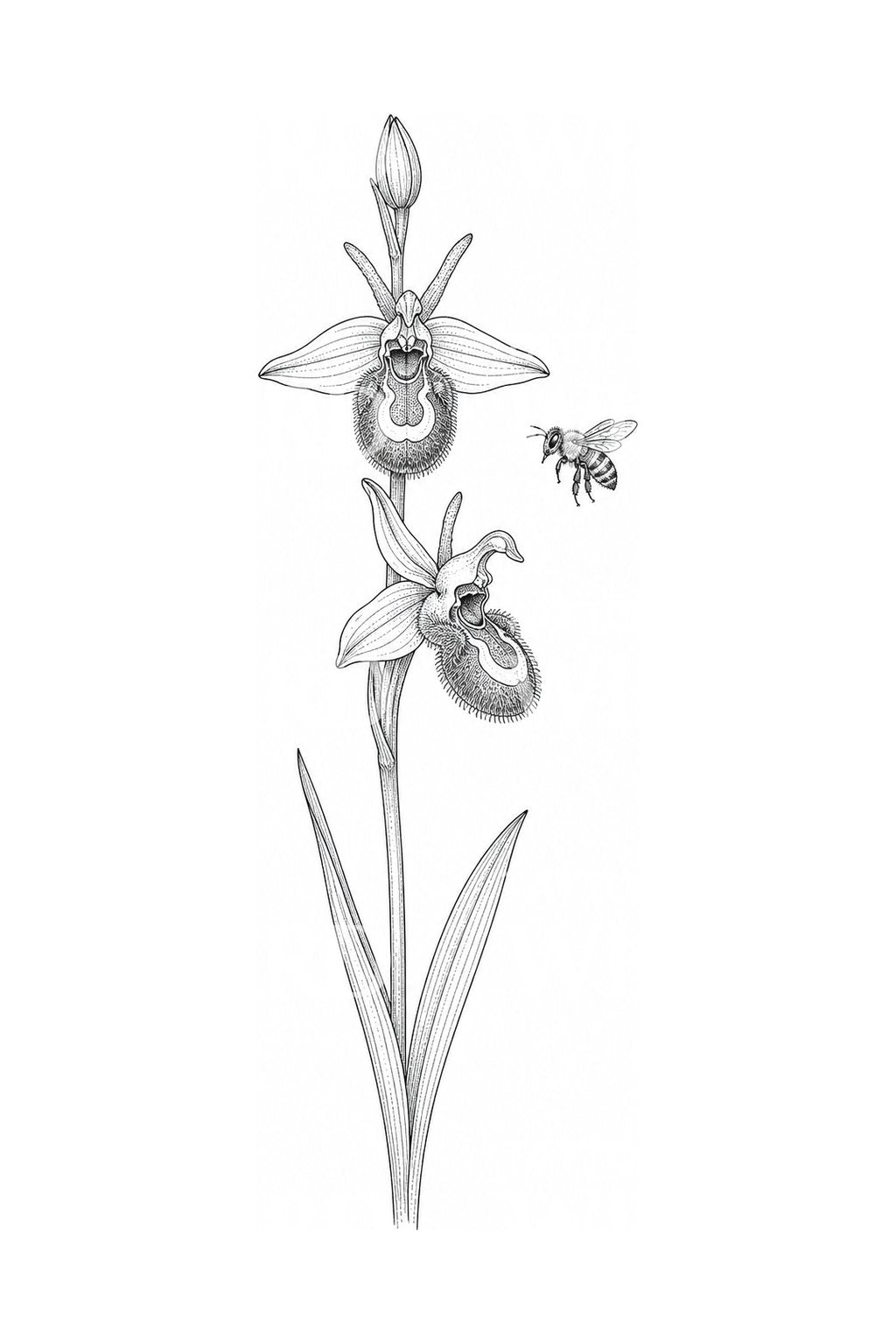 Tattoo-illustratie van wilde bijenorchidee