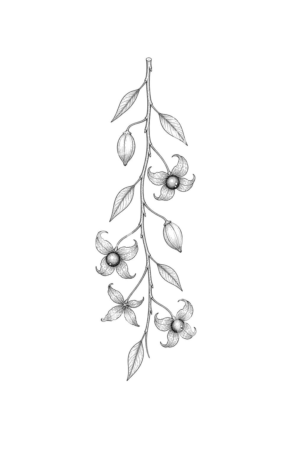 Bittersweet Branch Open Husks Tattoo Design