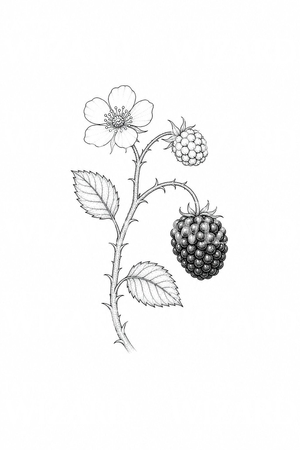 Blackberry Bramble Branch Tattoo Design