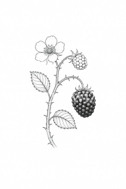 Blackberry Bramble Branch Tattoo Design