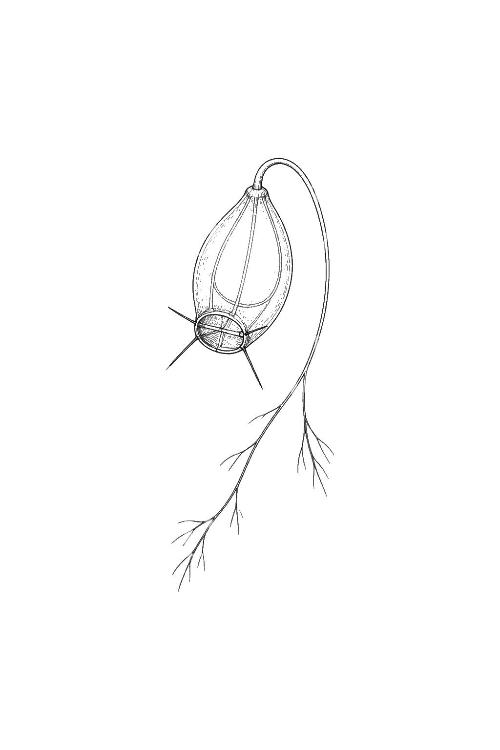 Bladderwort Trap Botanical Tattoo Design