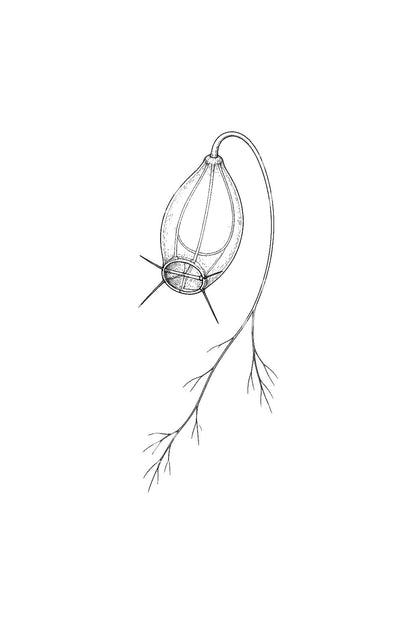 Bladderwort Trap Botanical Tattoo Design