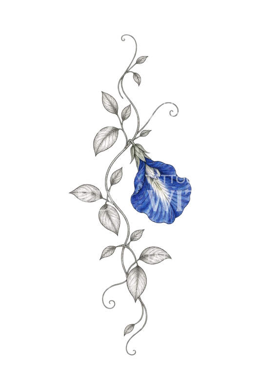 Blue Butterfly Pea Morning Glory Vine Fine Line Tattoo
