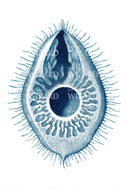 Blue Diatom Eye Tattoo Design