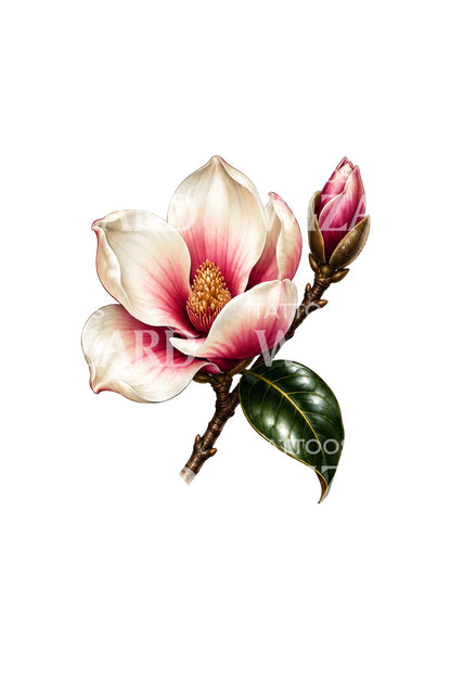 Τατουάζ ανθισμένης κρεμ magnolia σε ροδαλό τόνο