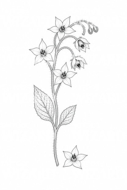 Tatoveringsillustration af hjertespidsblomst