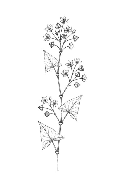 Άνθος και σπόρος φαγόπυρου Tattoo Design
