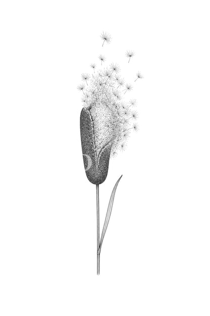 Bulrush Head Bursting into Seed Tattoo Design