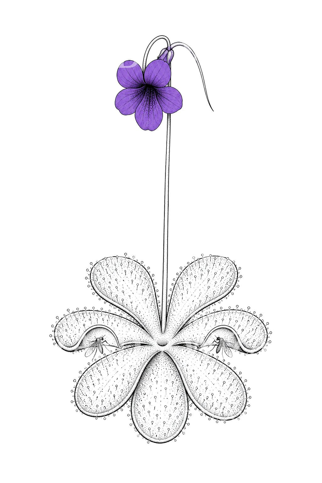 Design de tatouage de rosette carnivore de grassette