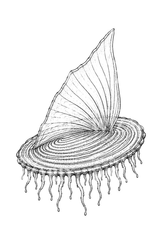 Idée de tatouage velella, le marin du vent