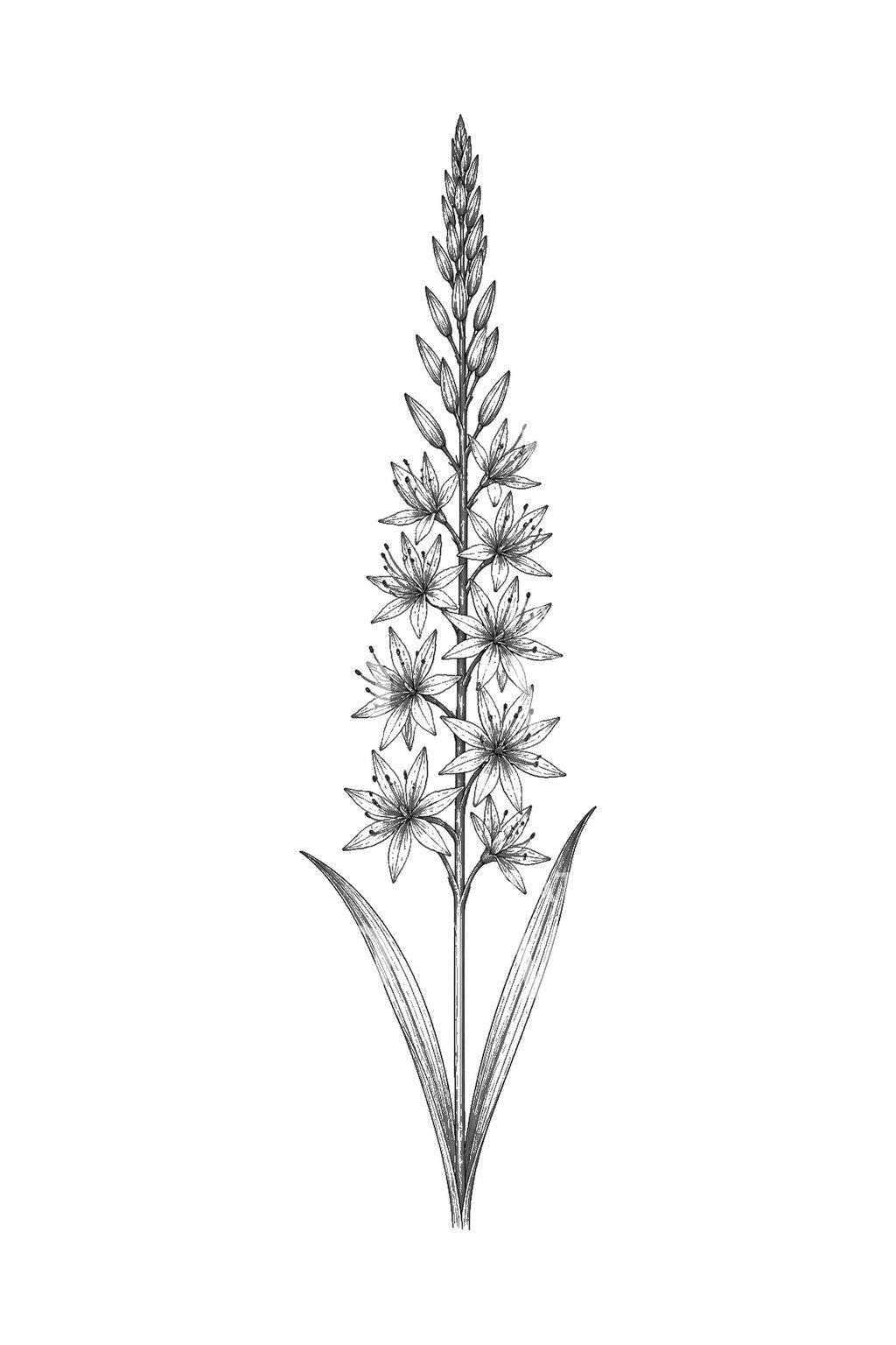 Tattoo-Design mit Camassia-Sternblüte