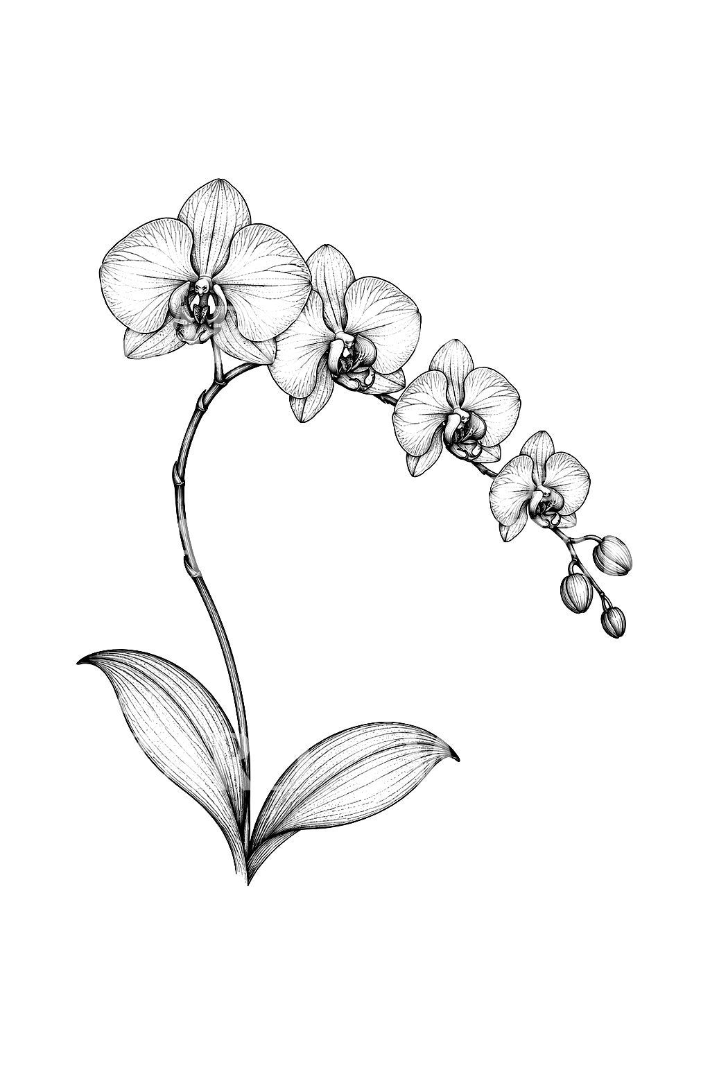 Şelale Gibi Sarkan Phalaenopsis Orkide Dalı Dövme Fikri