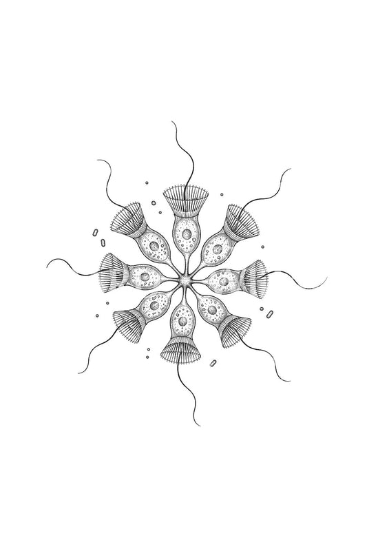 Tattoo-ontwerp van een rozetkolonie van choanoflagellaten