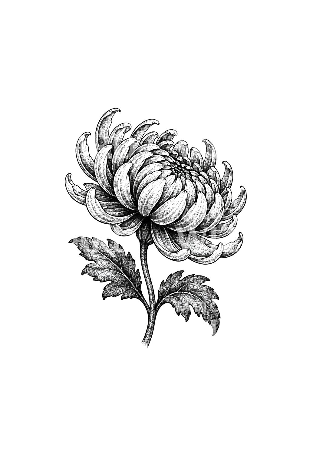 Crisantemo de perfil con cáliz punteado, diseño de tatuaje
