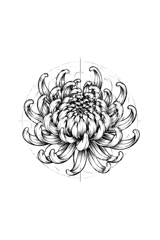 带结构线的菊花素描纹身设计