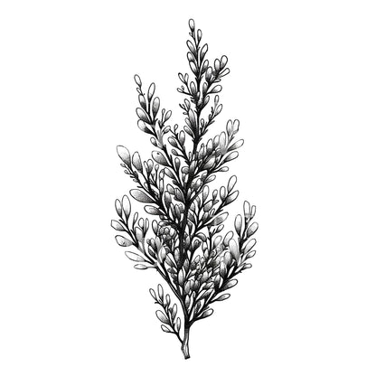 Chubby Algae Plant Tattoo Design
