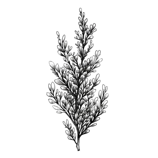 Ein molliges Algenpflanzen-Tattoo-Design