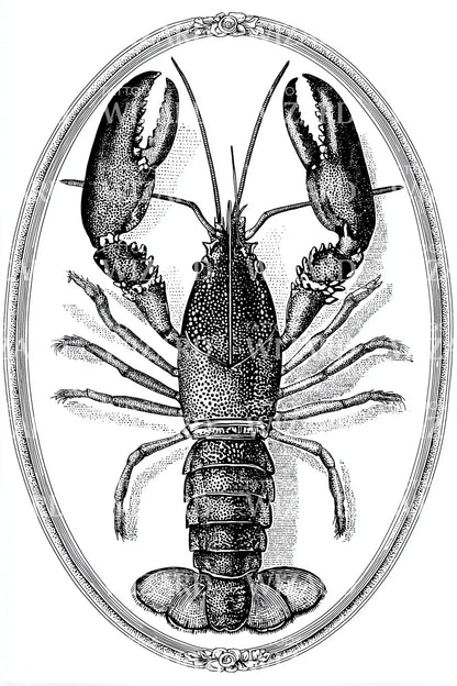Classic Lobster Frame Tattoo Design
