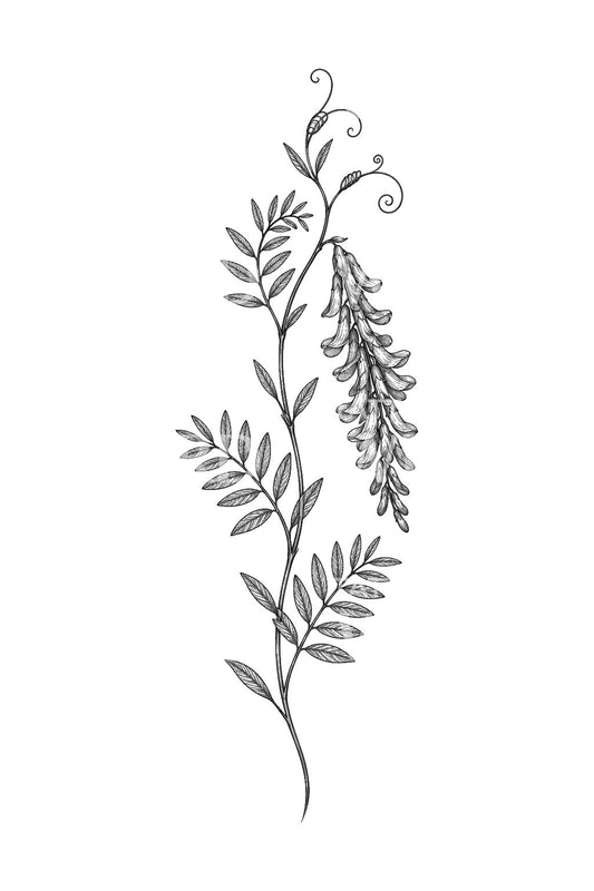 Desain Tato Vetch Berjumbai yang Merambat