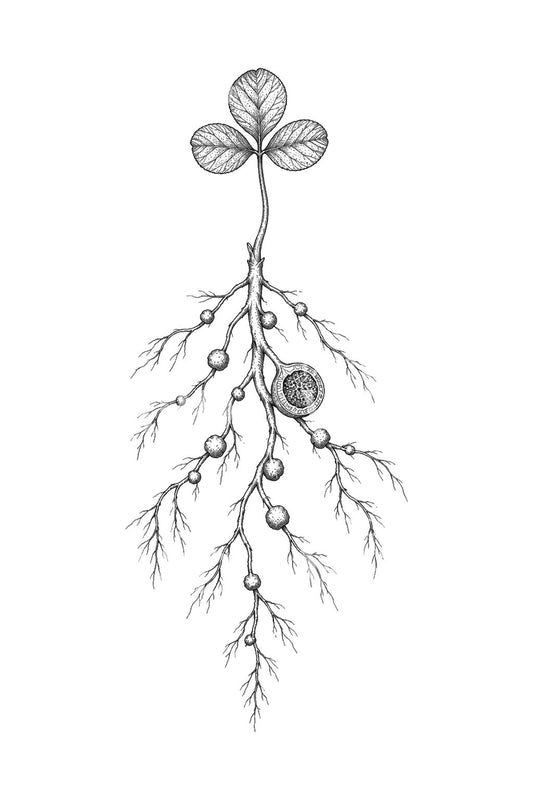 三叶草根瘤纹身插画